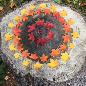 multicolored leaves in concentric rings