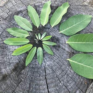 leaves in a spiral formation