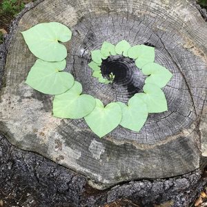 heart-shaped leaves in spiral formation