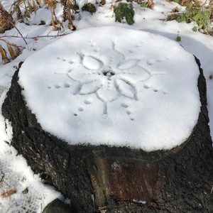 radial design in snow